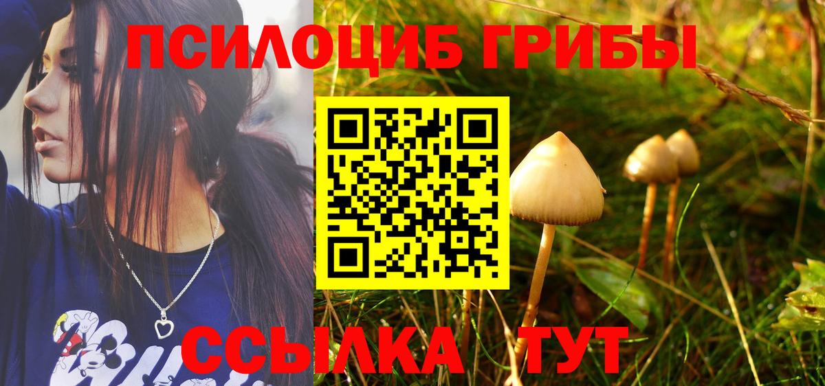 Псилоцибиновые грибы Psilocybine cubensis Луга
